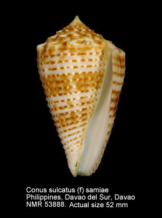 Conus sulcatus (f) samiae.jpg - Conus sulcatus (f) samiaeMotta,1982